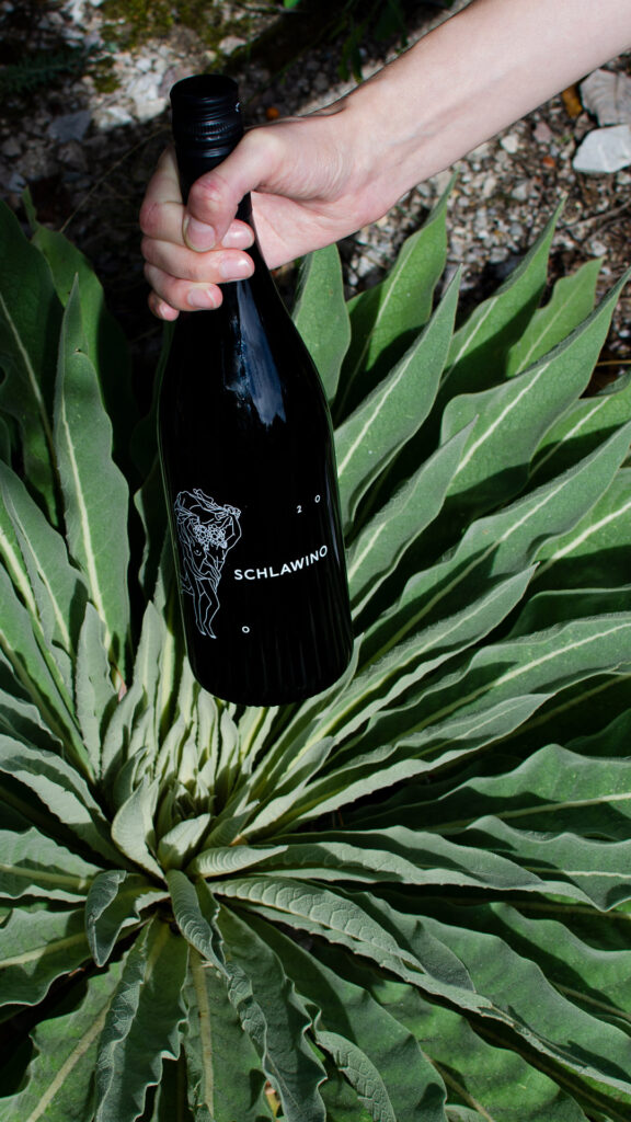 Hand hält eine Flasche Schlawino über eine Agave